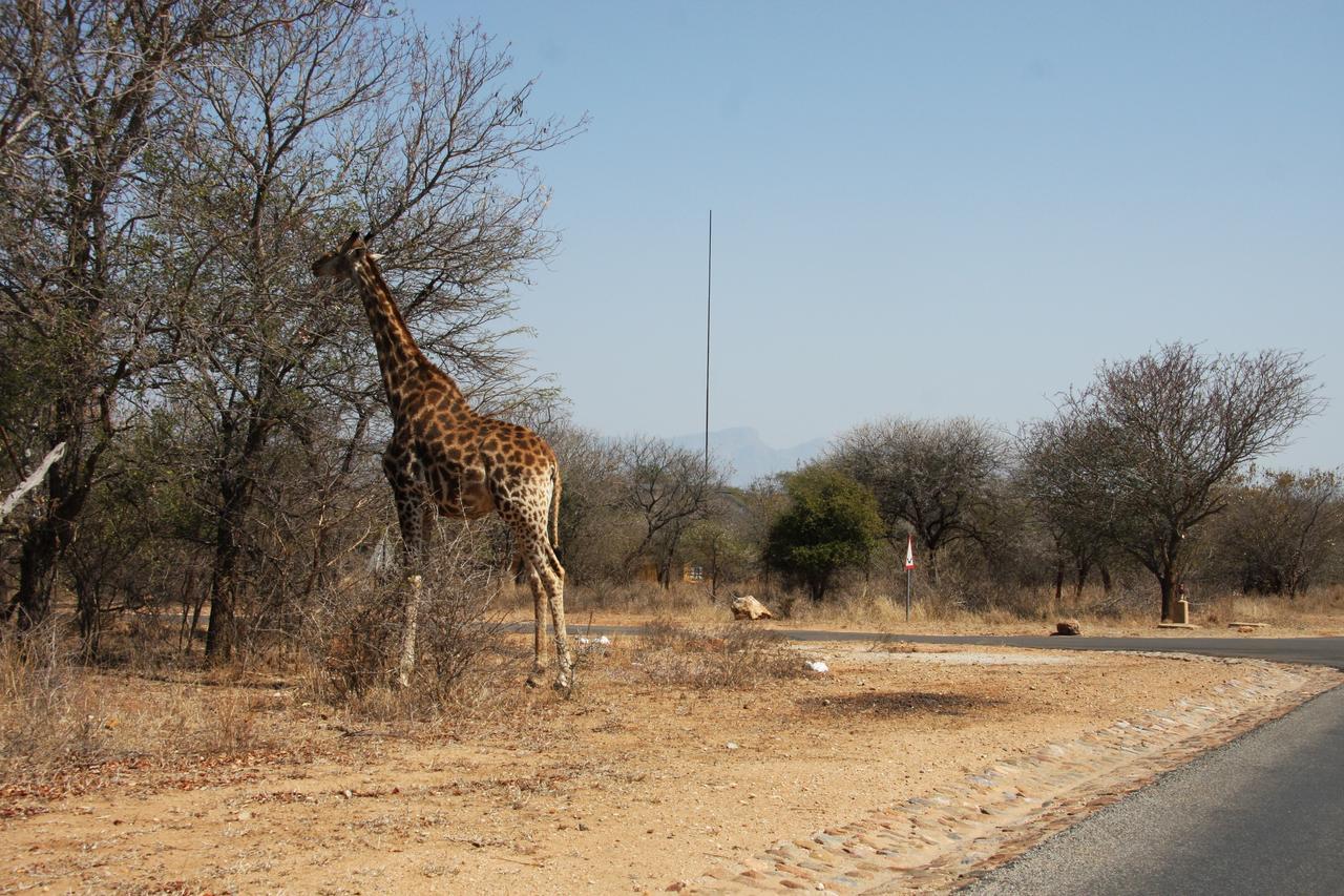 Giraffe Lodge Hoedspruit Dış mekan fotoğraf